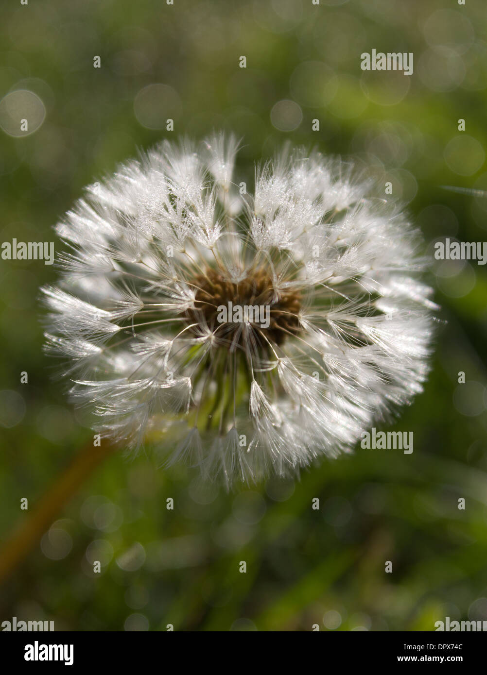 White dew filled dandelion seed head with bokeh on green background Stock Photo