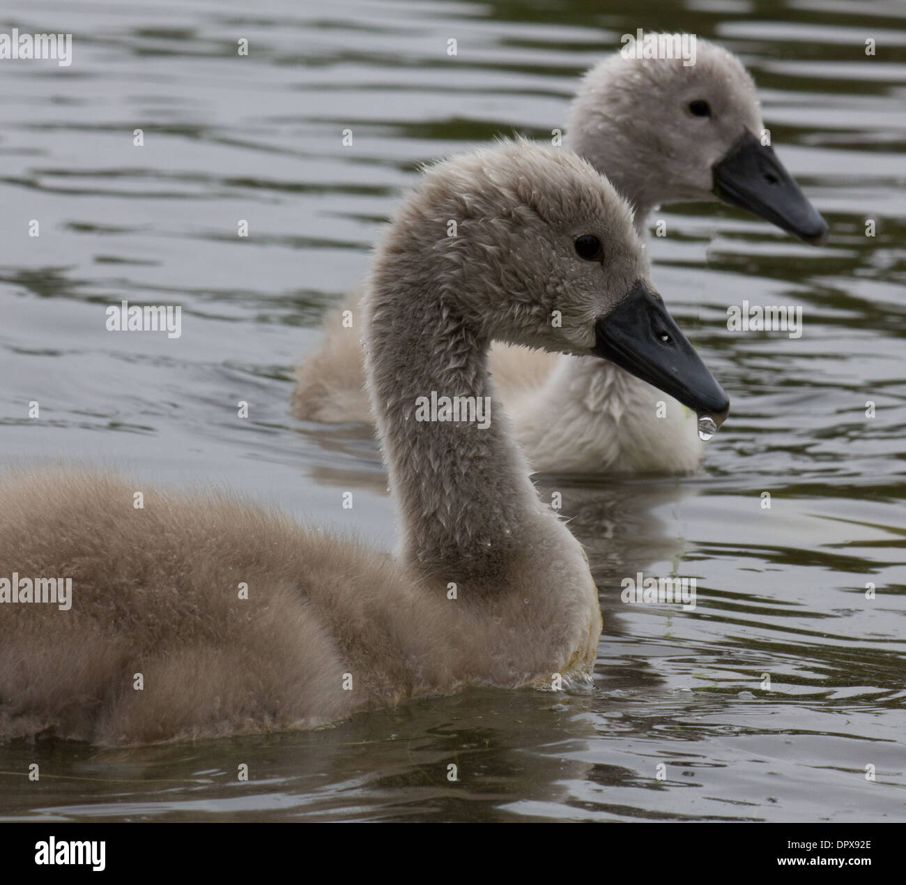 Pair of cygnets swimming in the same direction Stock Photo
