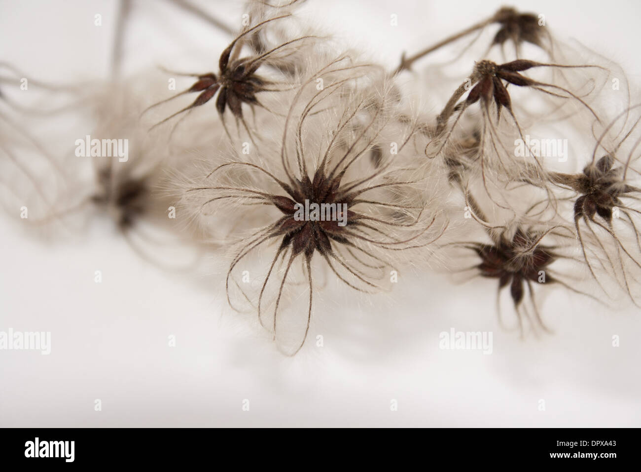 Wispy seed heads, Wild Clematis Stock Photo