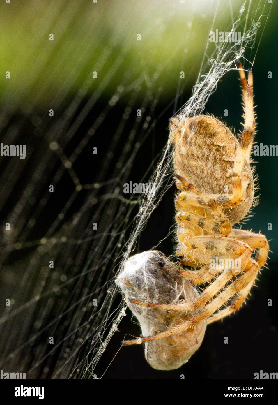 Spider with prey in a web, close up Stock Photo