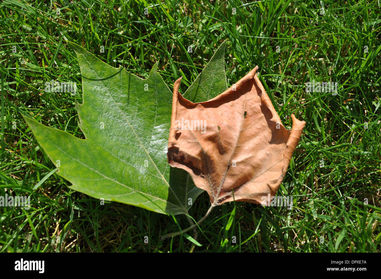 Autumn leaves on grass Stock Photo
