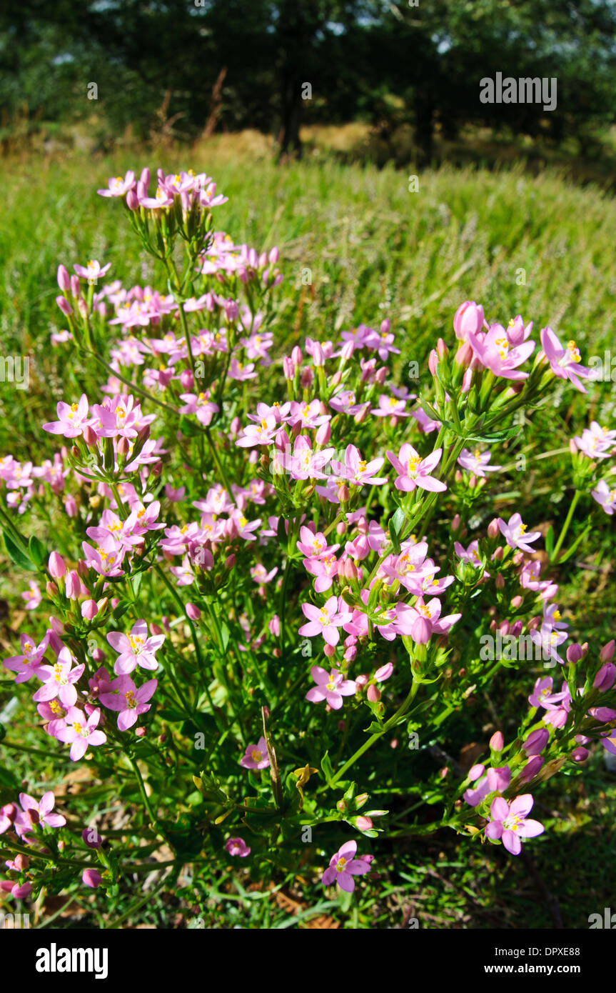 Common Centaury (Centaurium erythraea), flowering clump growing in a meadow at Arne in Dorset. August. Stock Photo