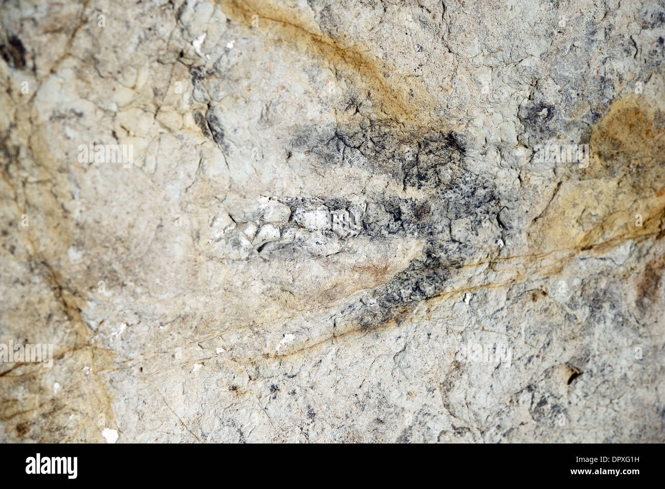 Dinosaur Footprint Fossil. Dinosaur Track Fossil in Dinosaur Ridge