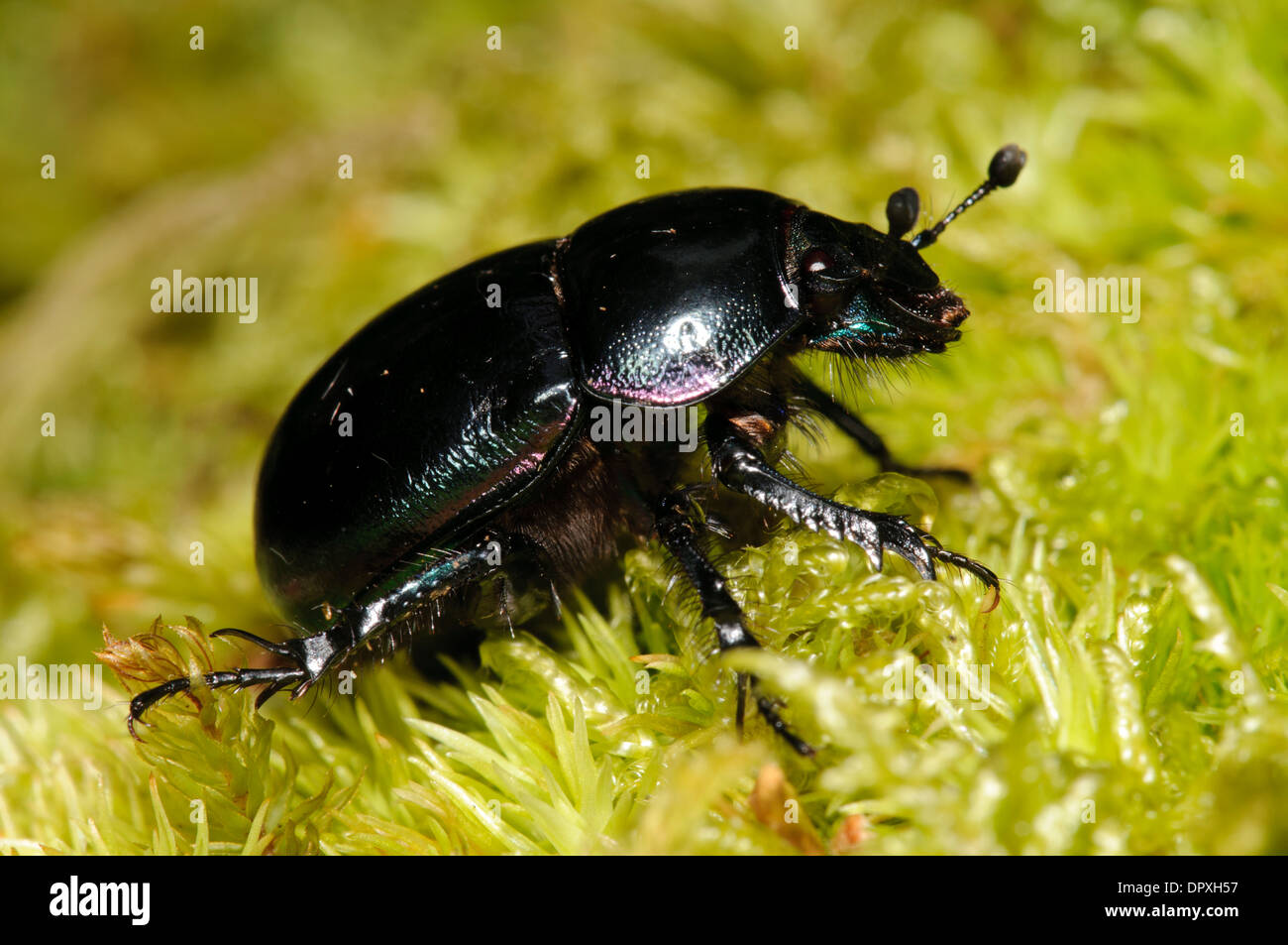 Dor Beetle (Geotrupes stercorarius), adult walking over moss at Arne in Dorset. August. Stock Photo
