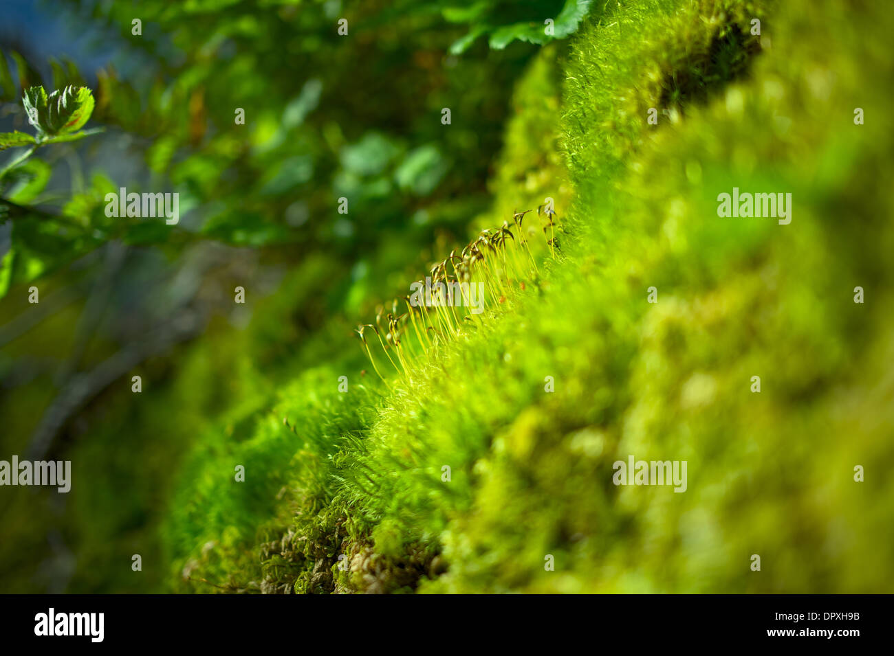 Moss Closeup. Mosses Were Grouped With the Liverworts and Hornworts. Bryophyta Division. Stock Photo