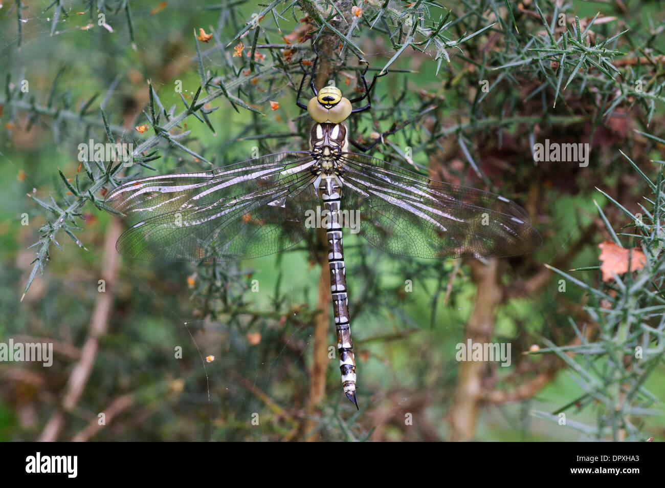 Southern Hawker Dragonfly (Aeshna cyanea), adult female perched on gorse at Arne in Dorset. August. Stock Photo