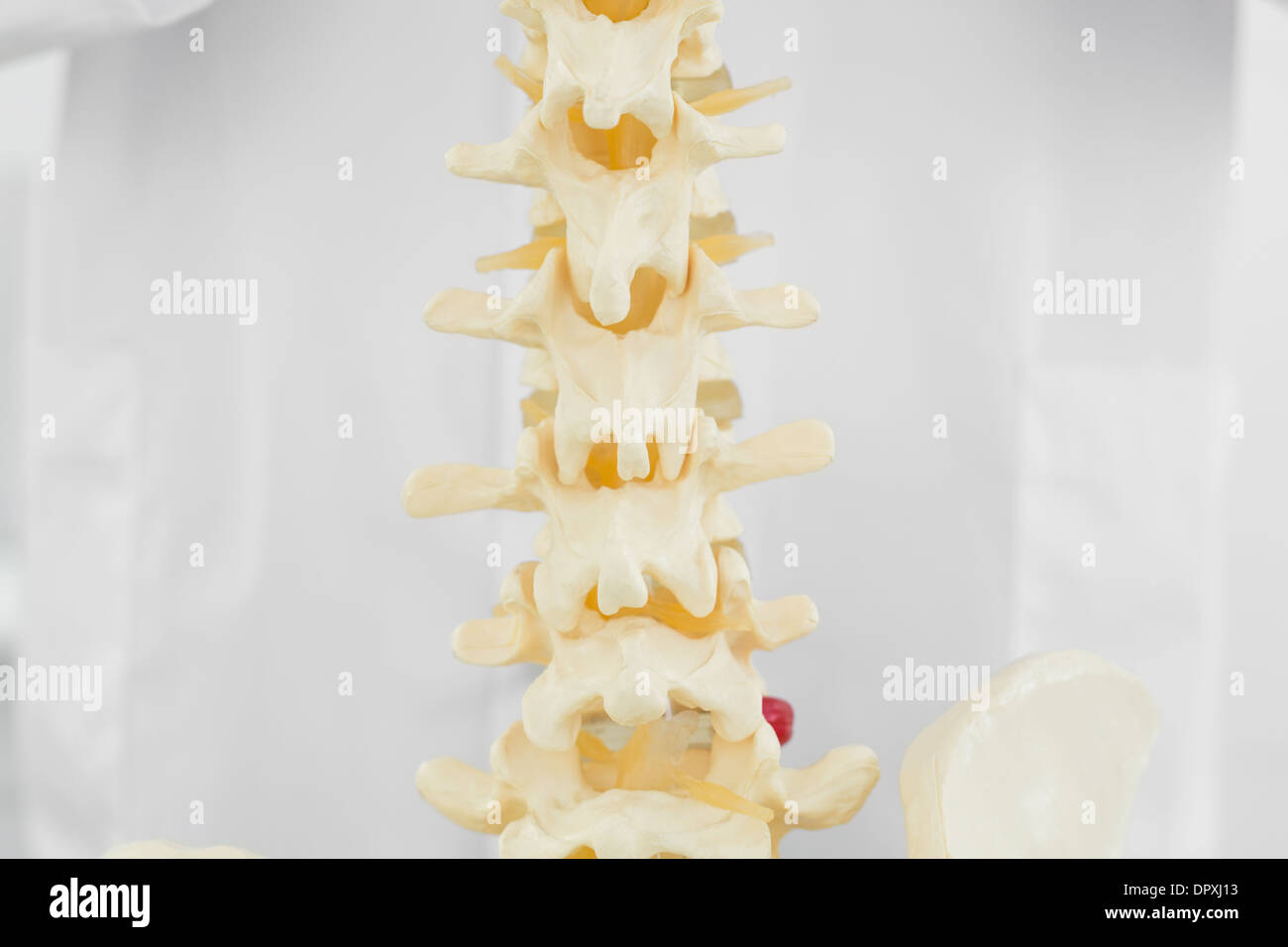 Spine isolated over white background Stock Photo - Alamy