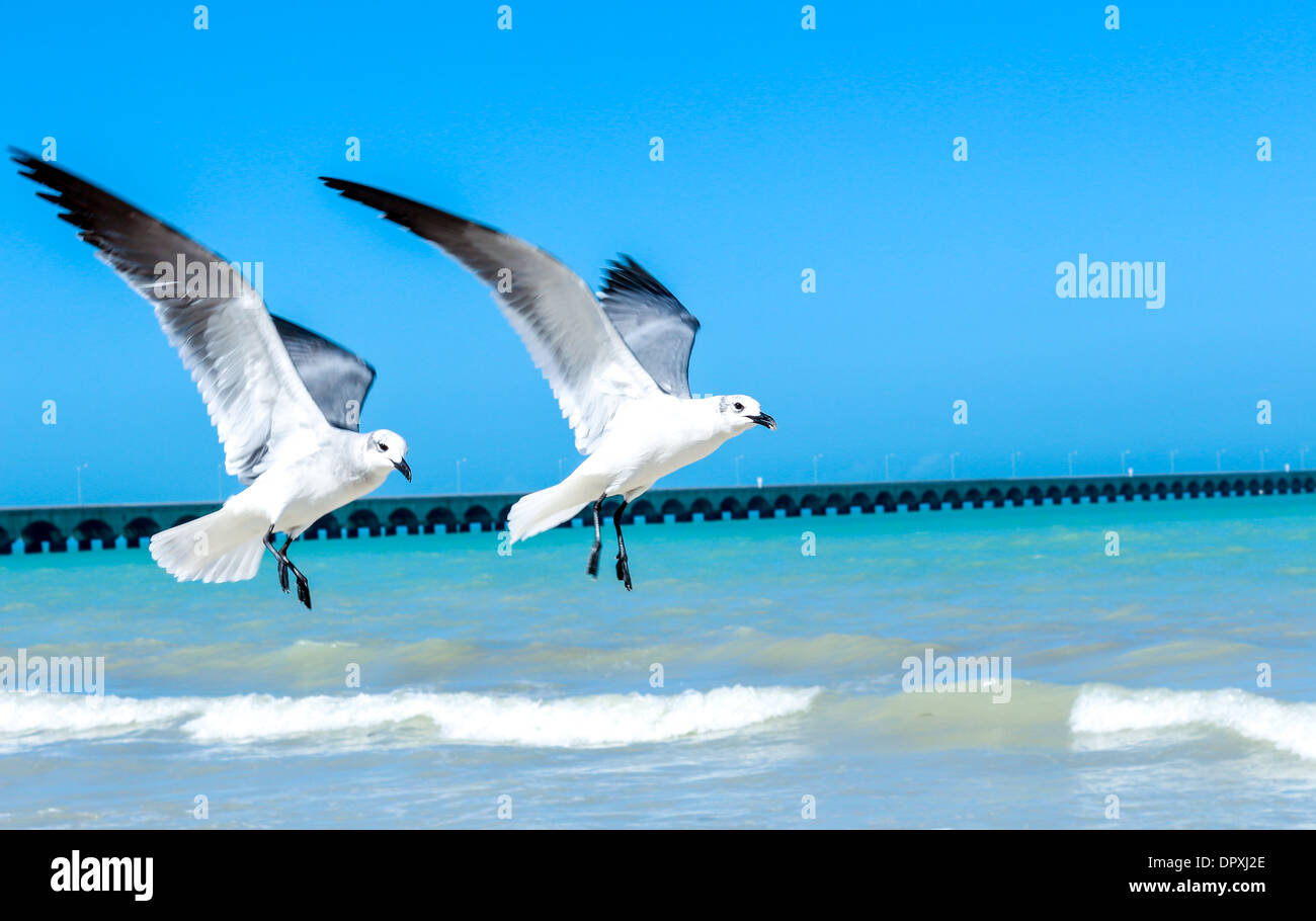 image of  flying seagulls over a Yucatan peninsula beach Stock Photo