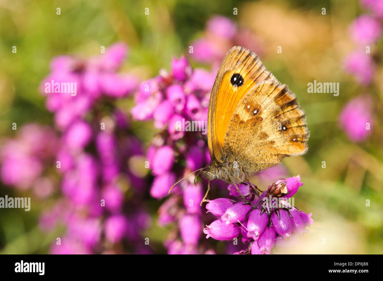 Gatekeeper butterfly (Pyronia tithonus), adult perched on heather at Hatchet Pond in the New Forest, Hampshire. August. Stock Photo