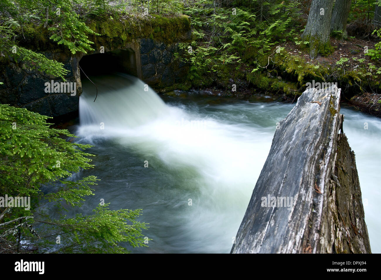 Mountain Stream and Small Bridge. Mossy Forest Landscape. Stock Photo