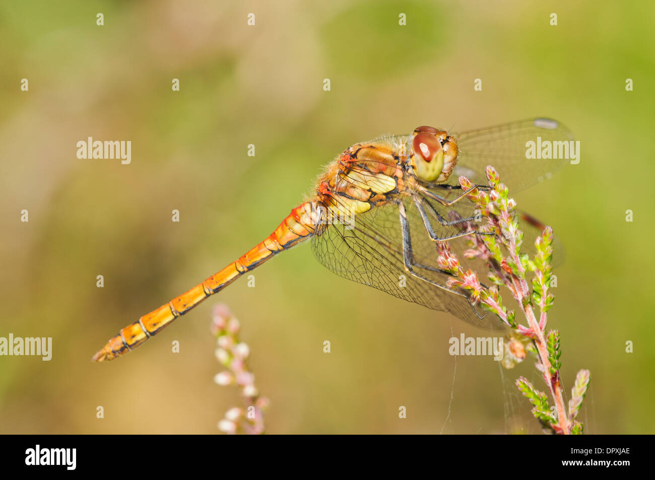 Common Darter (Sympetrum striolatum), adult female perched on heather at Crockford Stream in the New Forest, Hampshire. August. Stock Photo