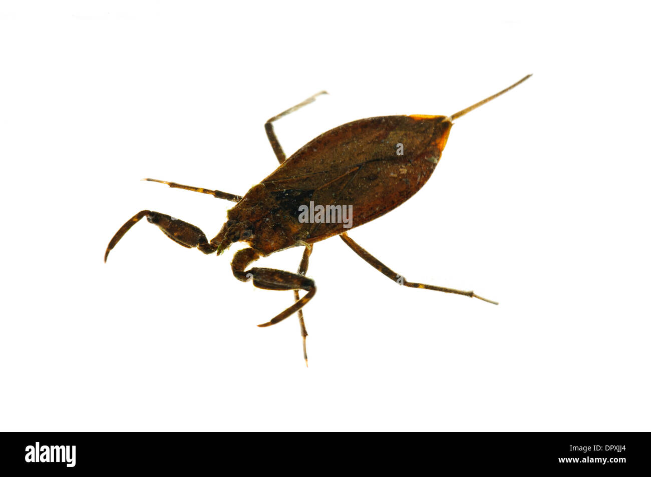 Water Scorpion (Nepa cinerea), adult photographed against a white background at Crossness Nature Reserve, Bexley, Kent. Stock Photo