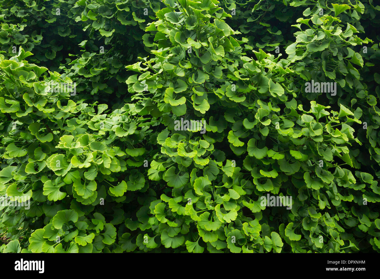 Leaves of a Ginkgo biloba tree. Oregon, USA Stock Photo