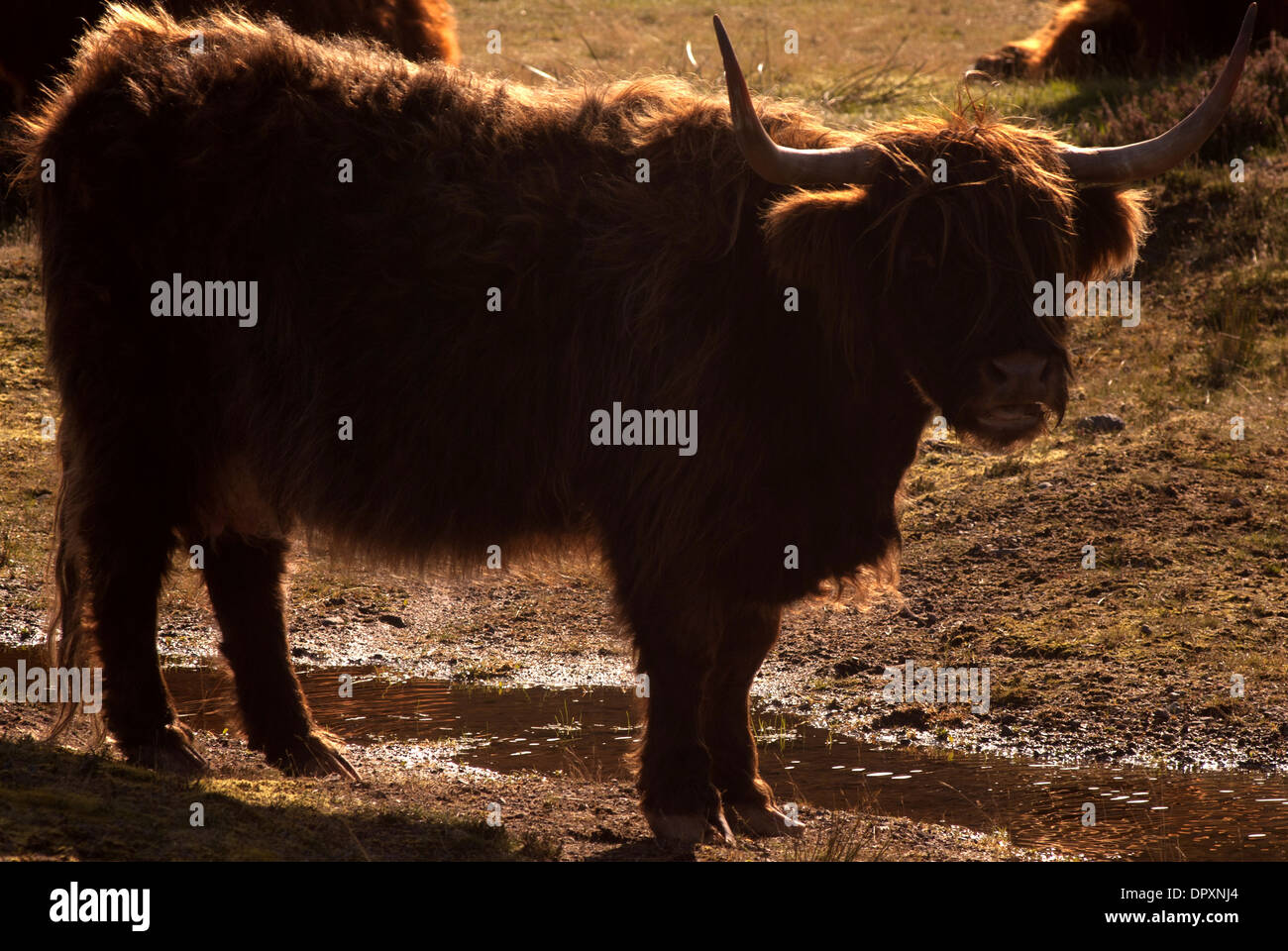 Highland cow, The Scottish highlands Stock Photo - Alamy