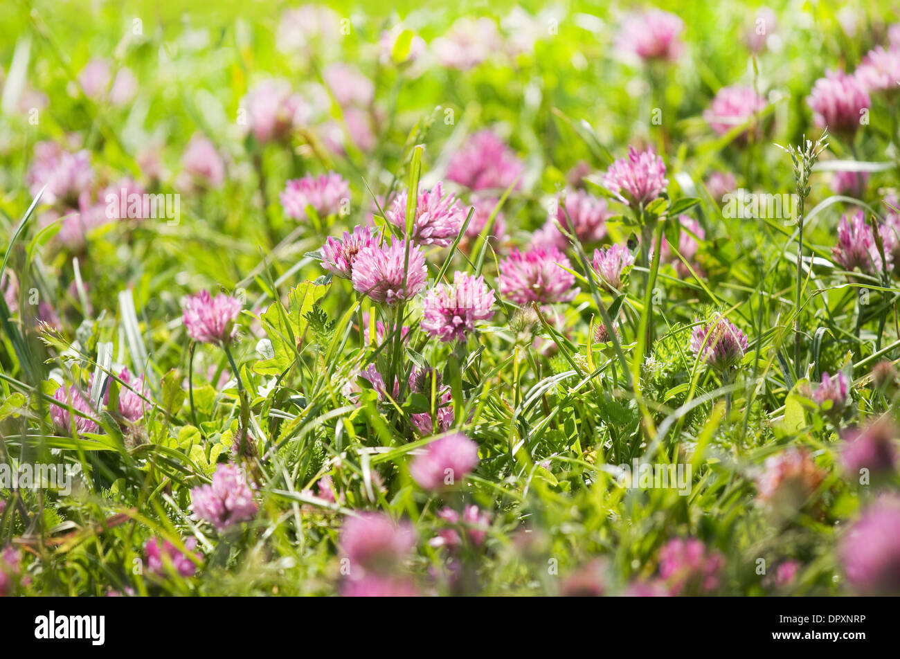 Red clover or Trifolium pratense flowers growing on field in summer Stock Photo