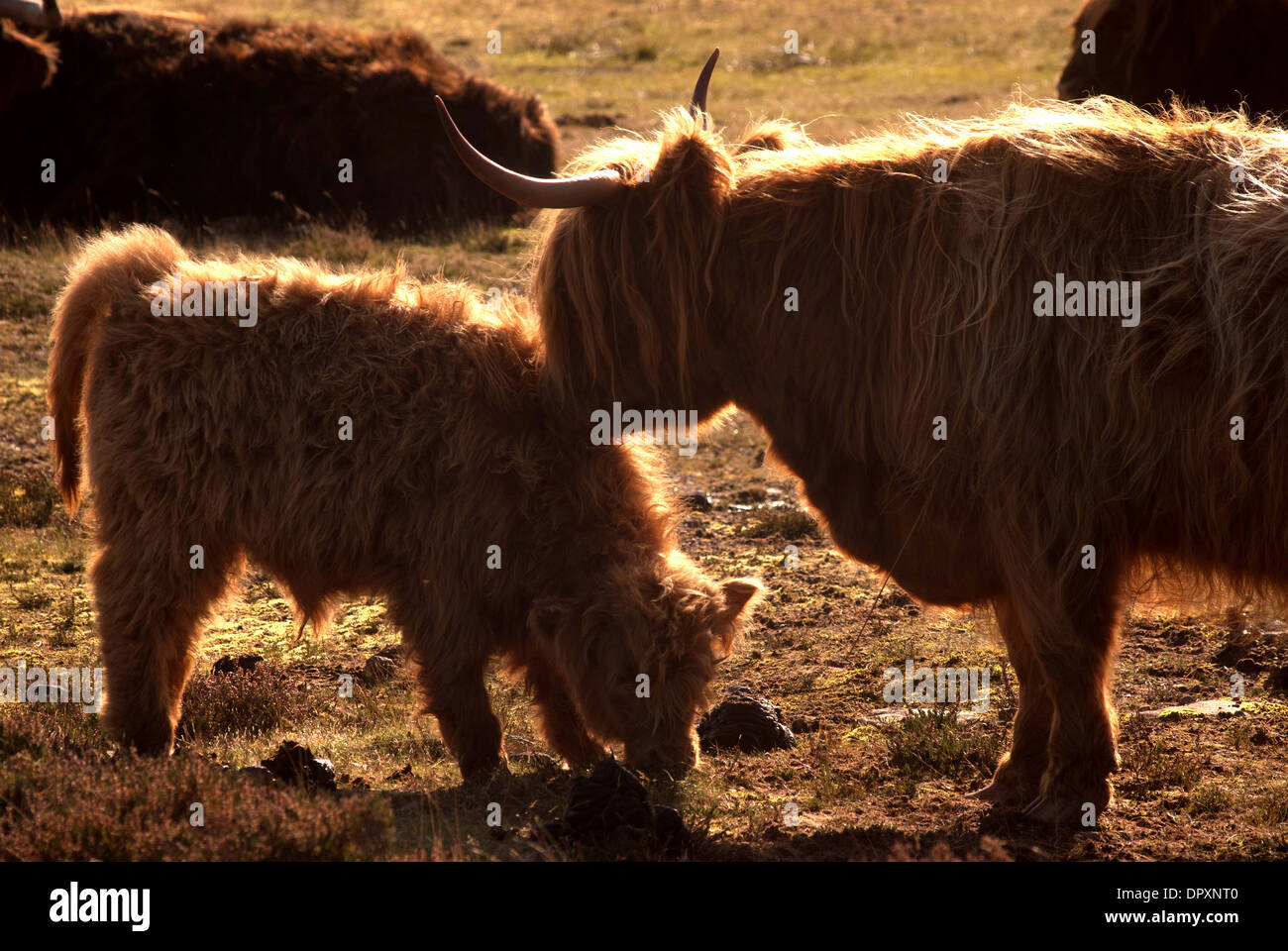 Highland cow and calf, The Scottish highlands Stock Photo - Alamy