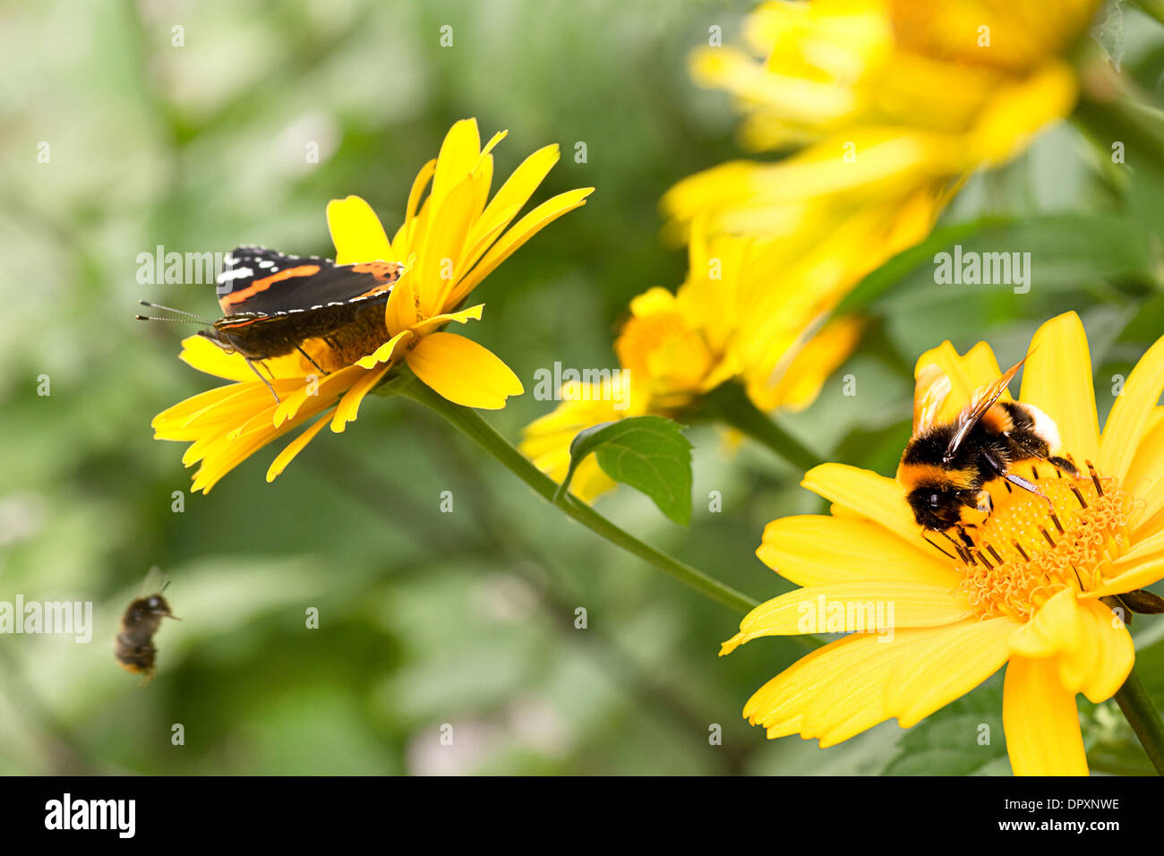 Red admiral butterfly and bumble bees on false sunflowers or Heliopsis helianthoides in the garden in summer - horizontal Stock Photo