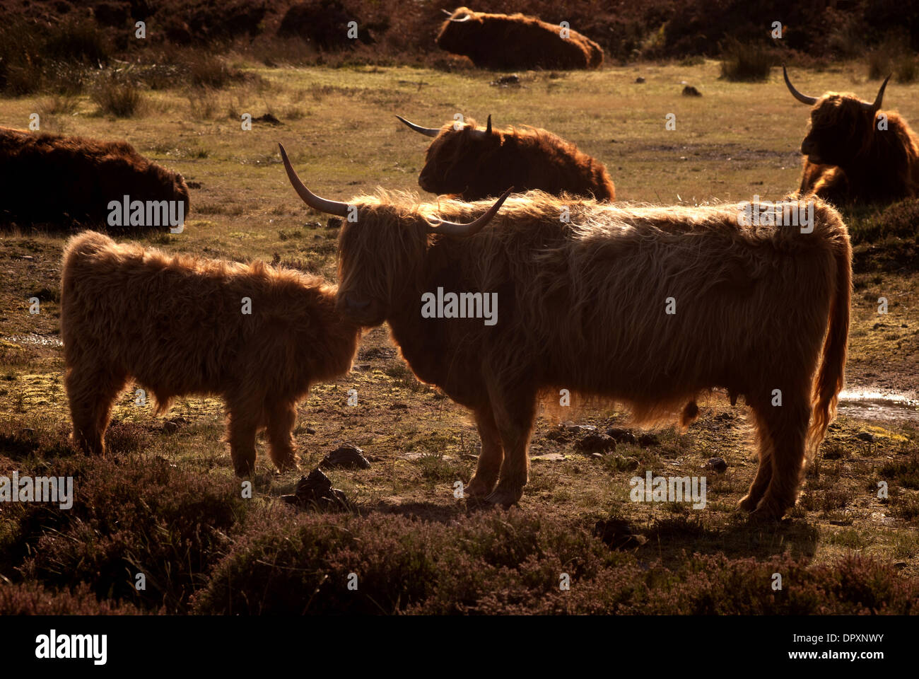 Highland cow and calf, The Scottish highlands Stock Photo - Alamy