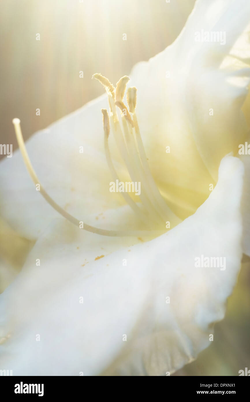 Close up white daylily with sunflare in the garden by evening light Stock Photo