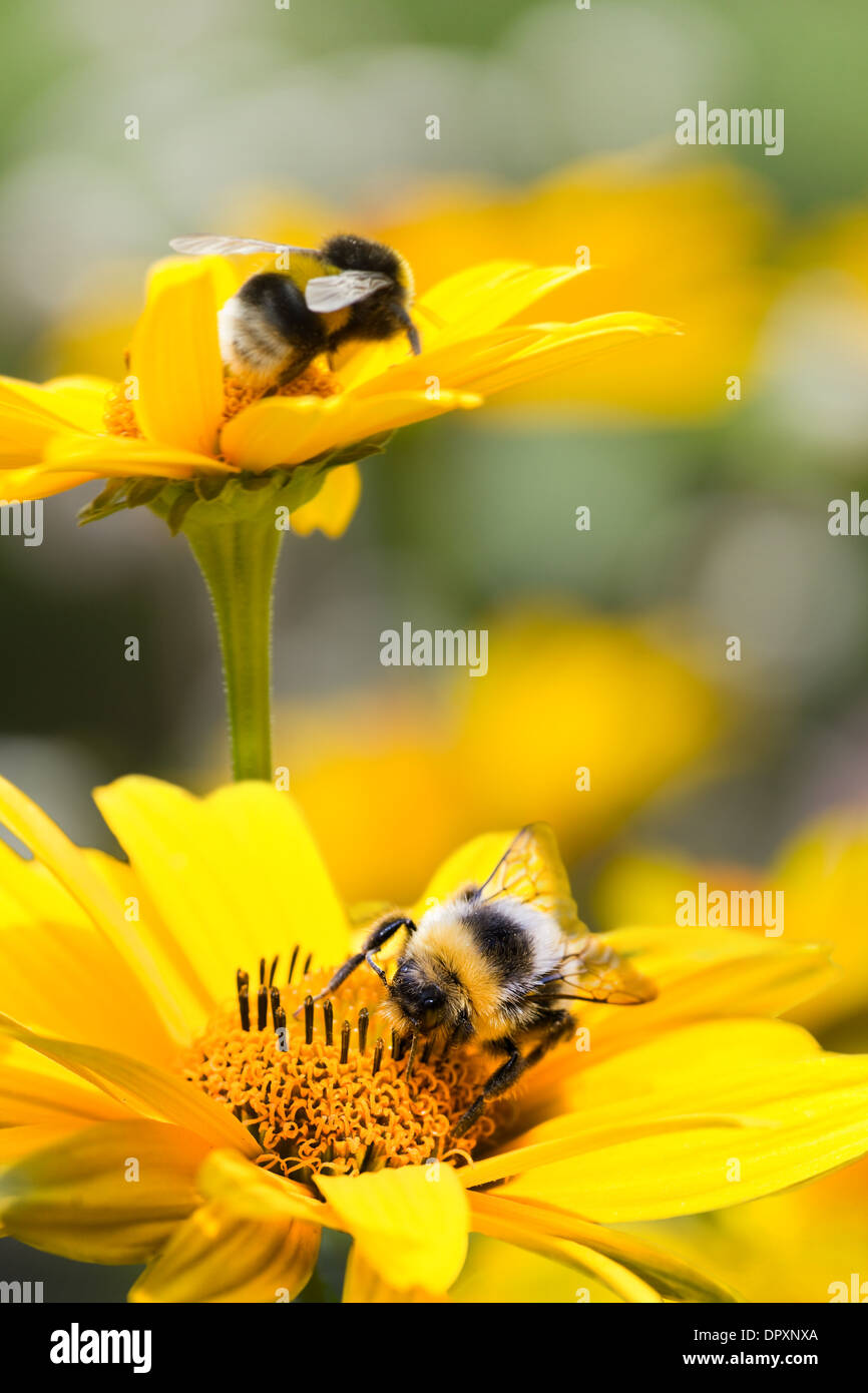 Bumble bees on false sunflowers or Heliopsis helianthoides in the garden in summer - vertical Stock Photo