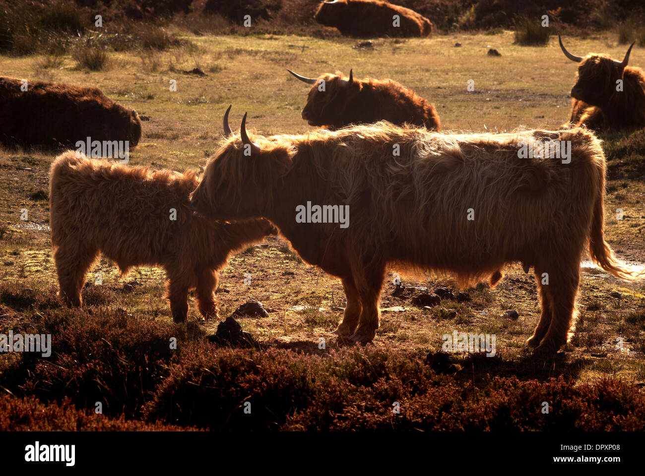 Highland cow and calf, The Scottish highlands Stock Photo - Alamy