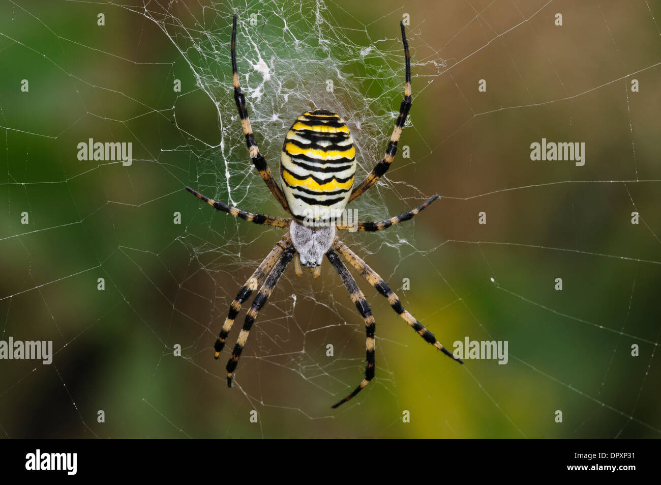 Wasp Spider (Argiope bruennichi), adult female in the centre of her web at RSPB Rainham Marshes, Essex. September. Stock Photo