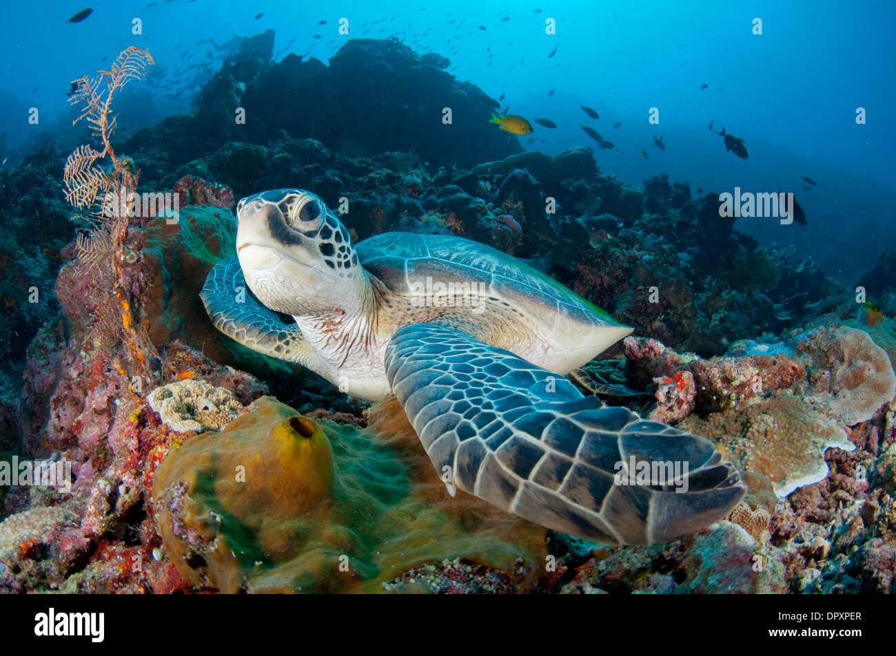 Green turtle, Chelonia mydas, sat on reef, Bunaken, Manado, North Sulewesi, Indonesia. Stock Photo