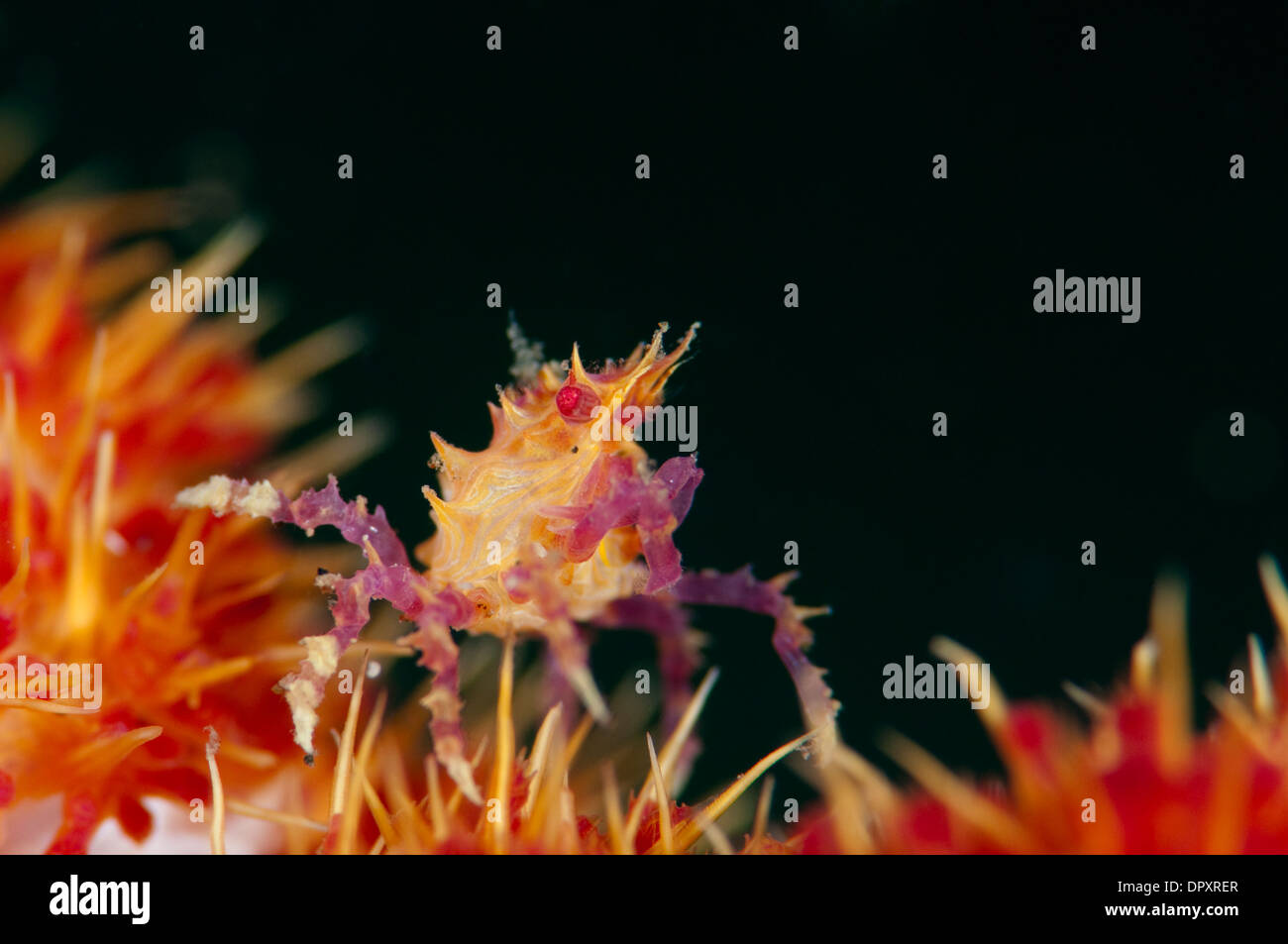 Soft coral spider crab hi-res stock photography and images - Alamy