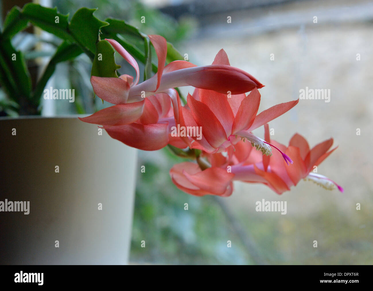 Christmas cactus flower Schlumbergera Truncata Stock Photo