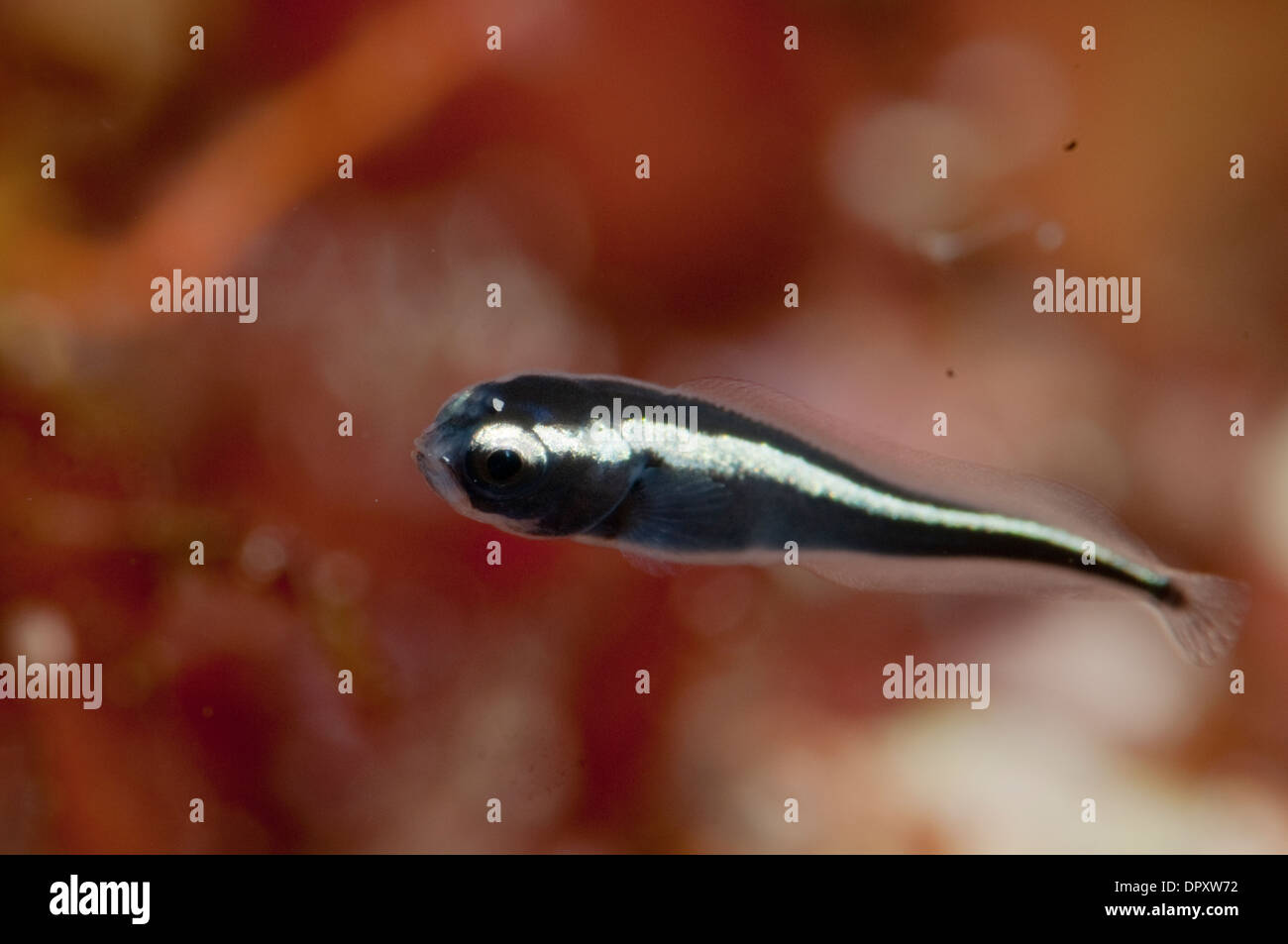 Convict Blenny, Pholidichthys leucotaenia, Bunaken, Manado, North Sulewesi, Indonesia. Stock Photo