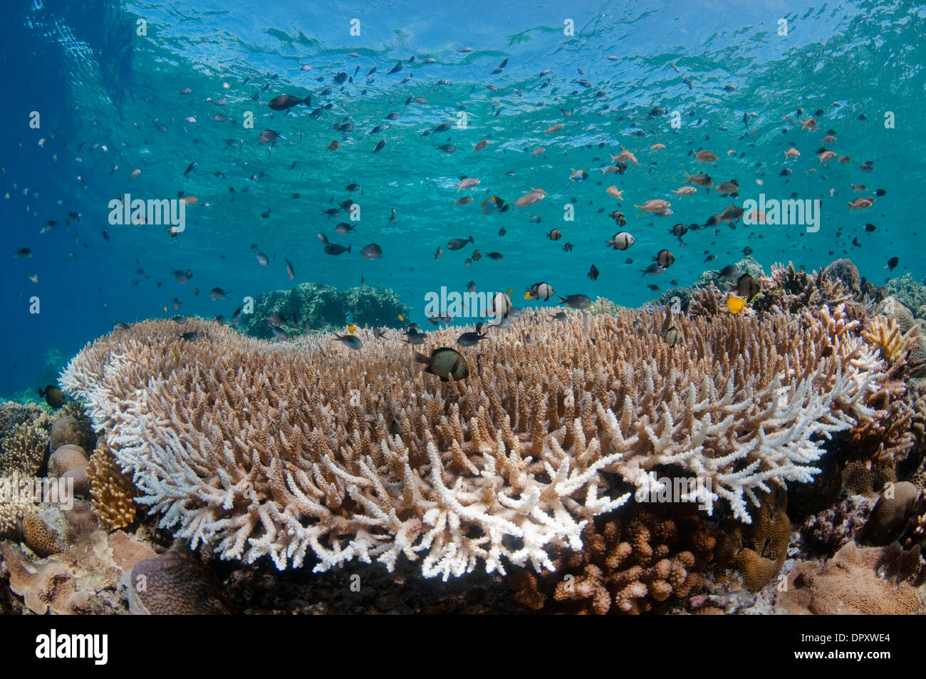 Reef scene with fish, Bunaken, Manado, North Sulewesi, Indonesia. Stock Photo