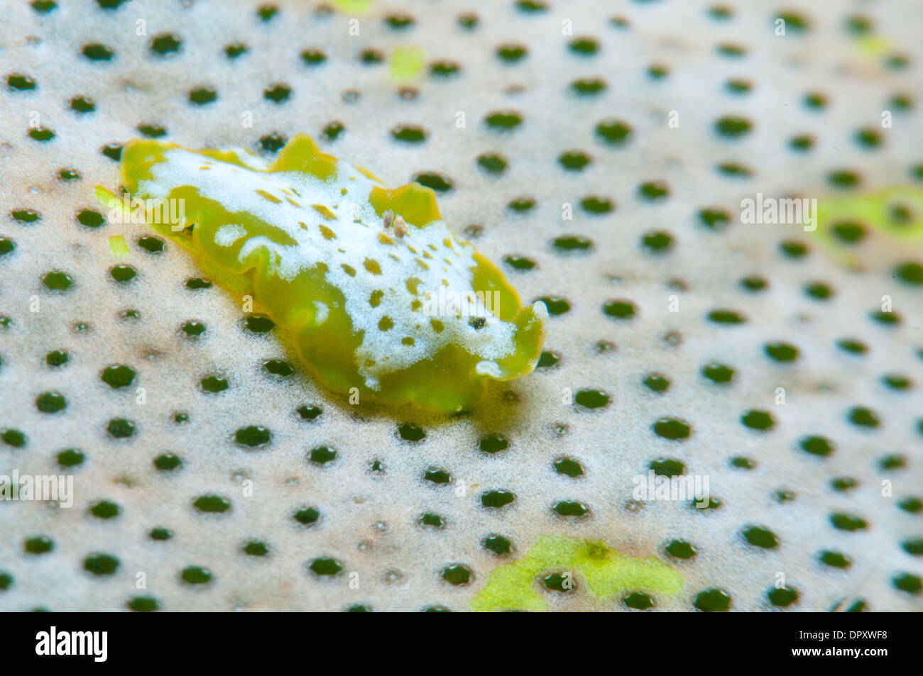 Unidentified flatworm on sponge, Bunaken, Manado, North Sulewesi, Indonesia. Stock Photo