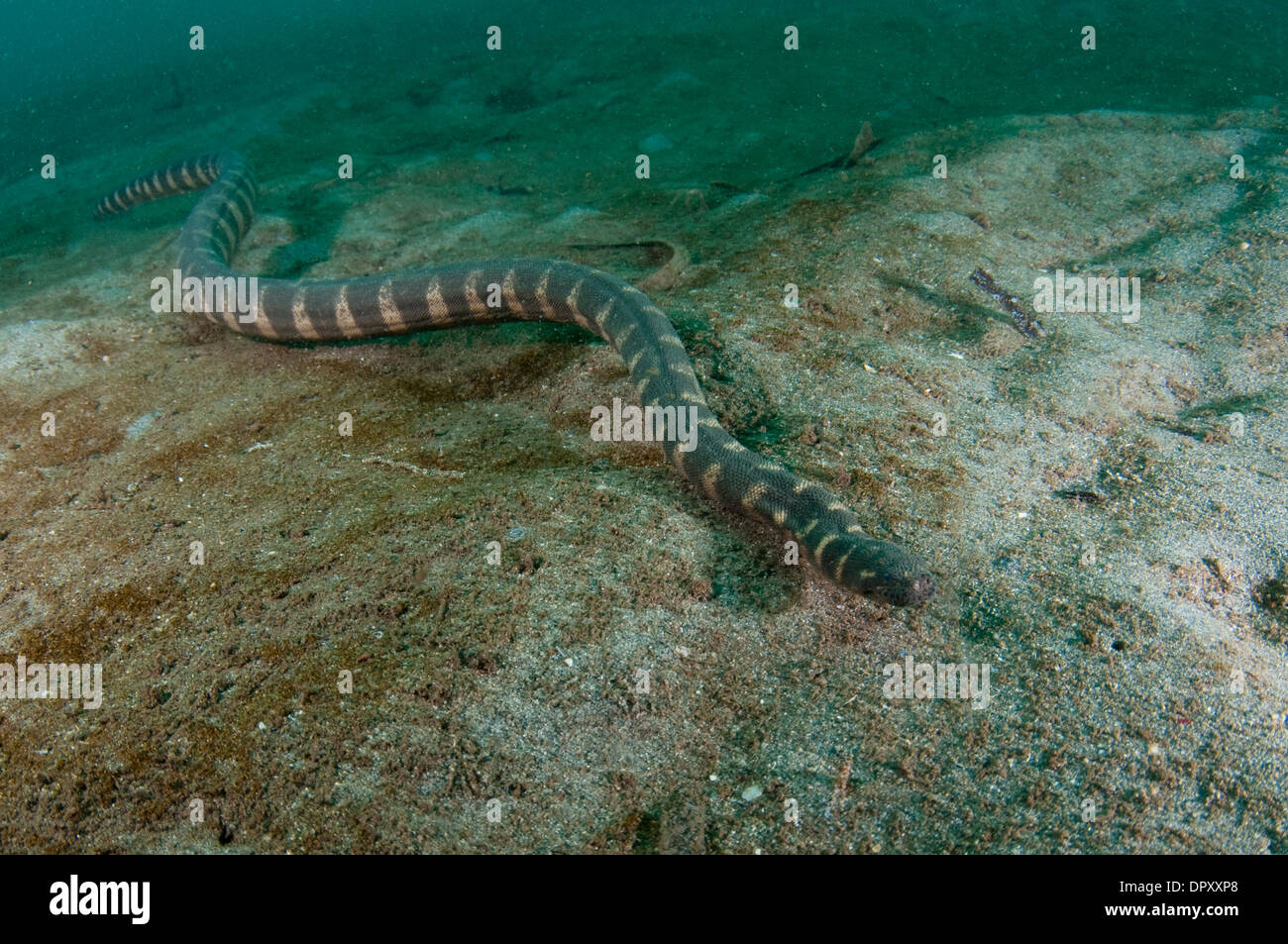 Marine File Snake, Acrochordus granulatus, Manado, Sulawesi, Indonesia. Stock Photo