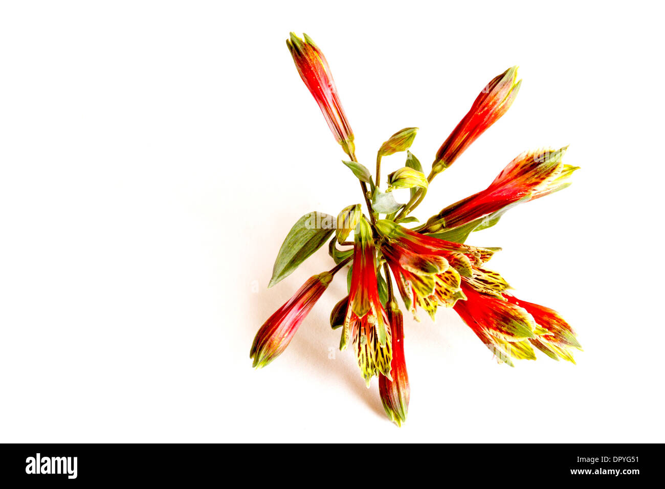 studio closeup of red and green alstroemeria flower on white background Stock Photo