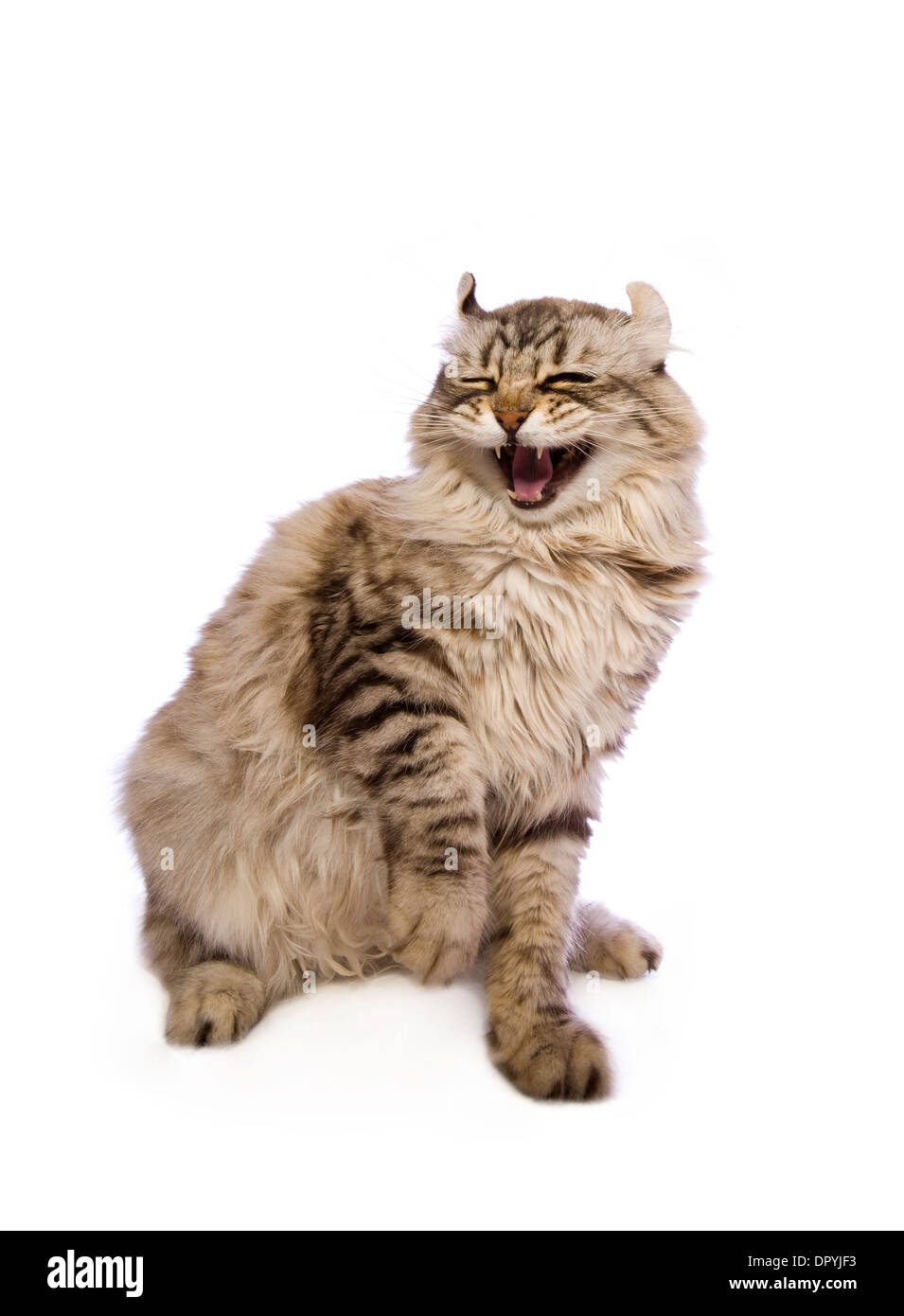 Funny scared lauging cat with paw up isolated on white background Stock Photo