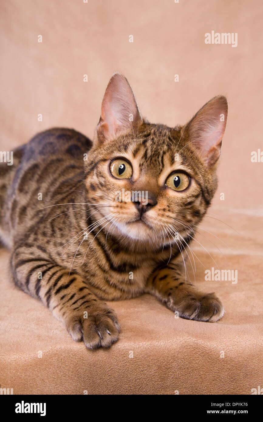 Bengal cat lying down looking at camera on tan background Stock Photo