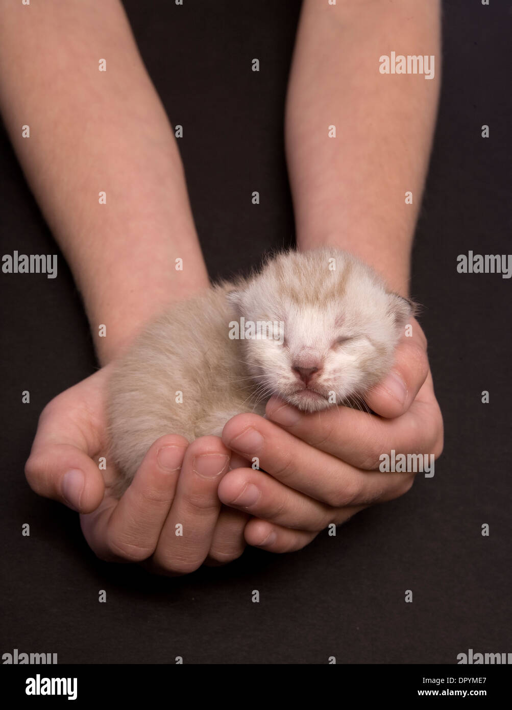 Tiny newborn kitten sleeping in two hands on black background Stock Photo