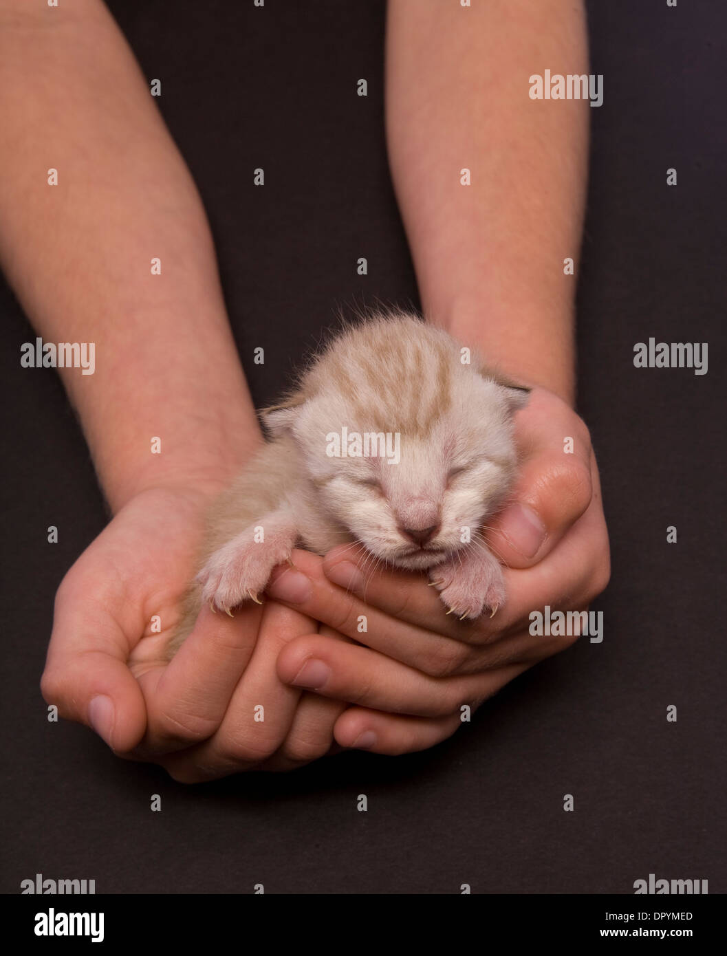 Tiny kitten sleeping in two hands on black background Stock Photo