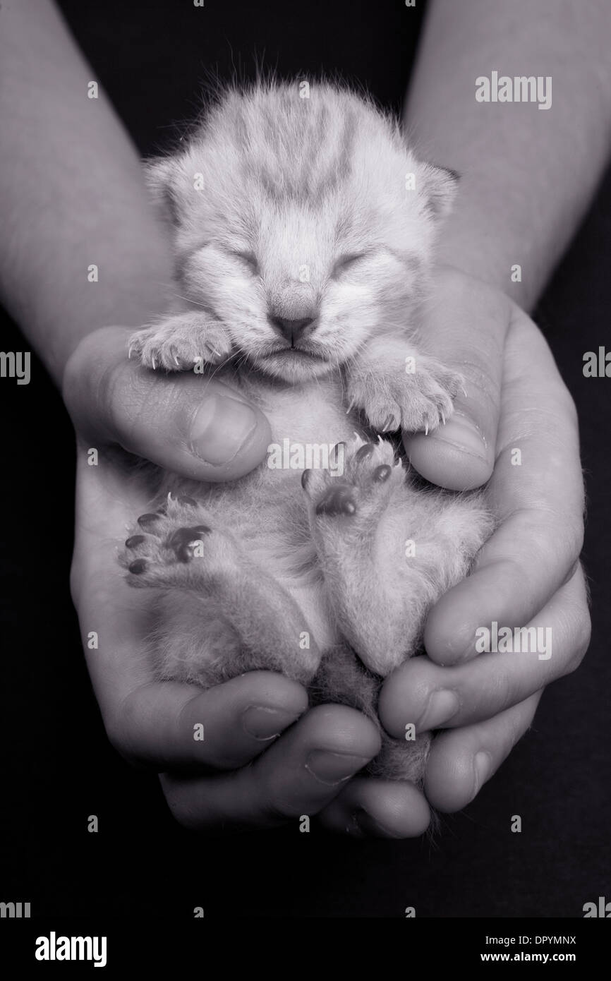 Tiny kitten sleeping in two hands black and white Stock Photo
