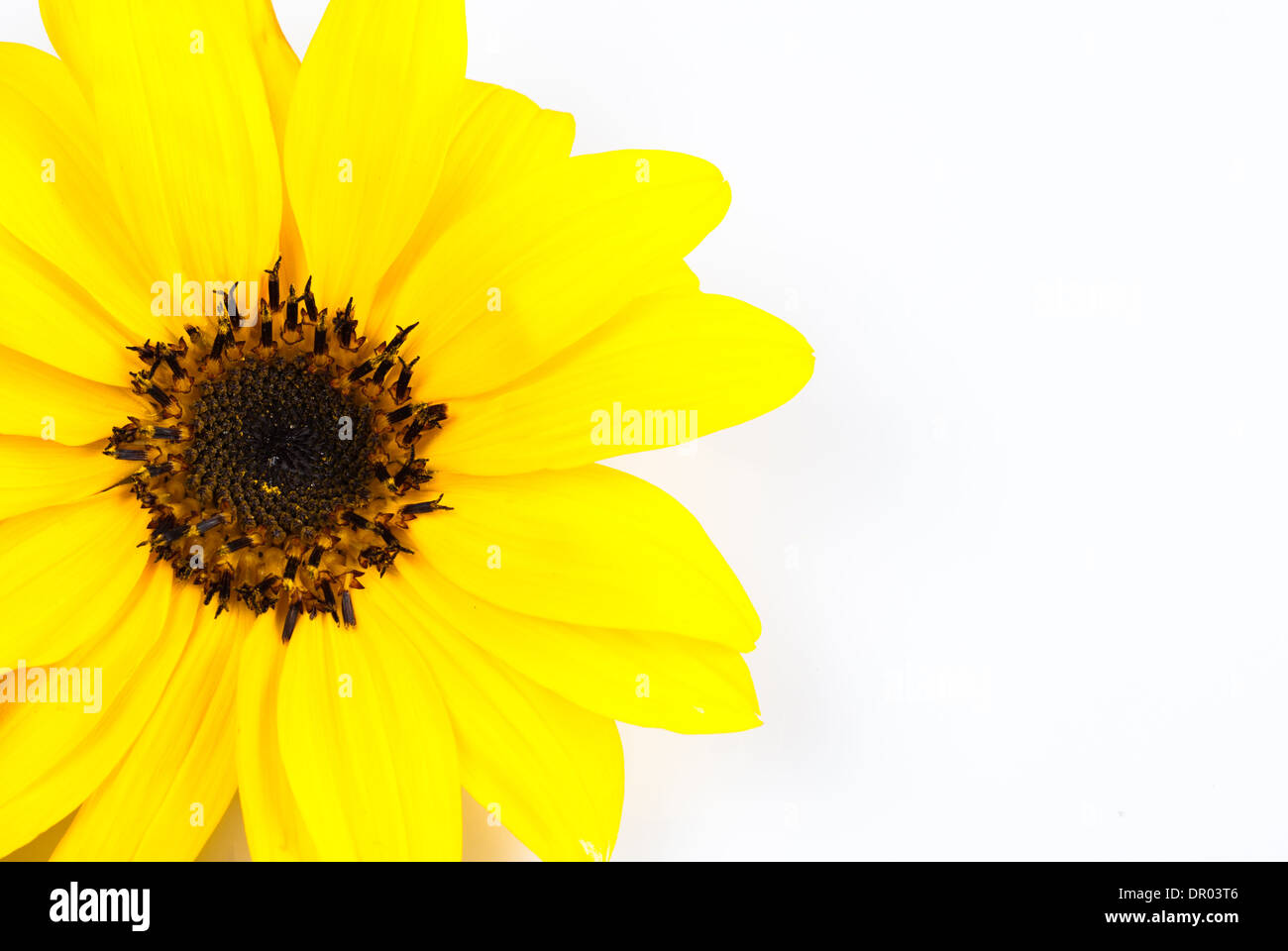 Sunflower close up isolated on white Stock Photo - Alamy