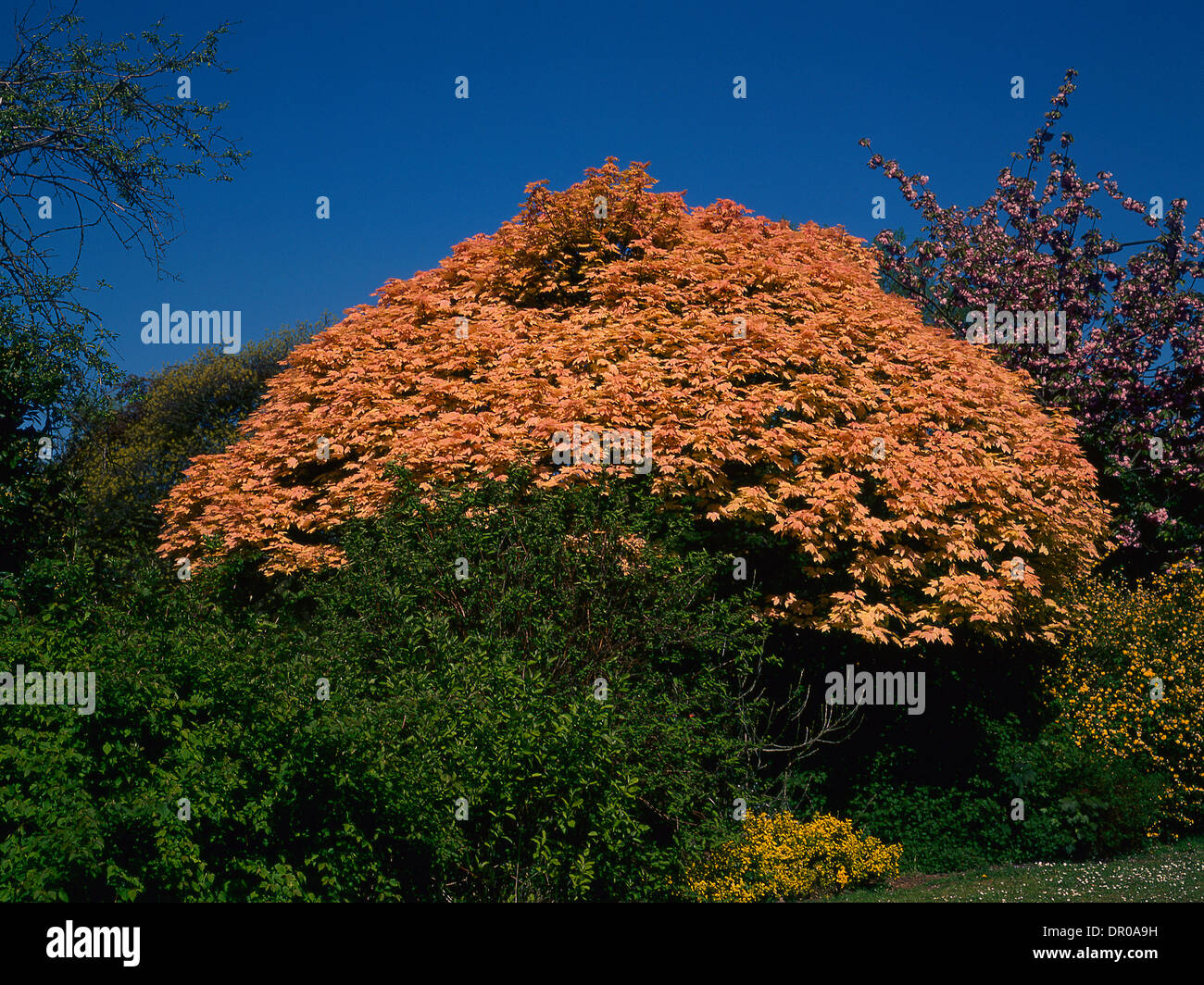 Salmon coloured leaves on a tree in spring. Aesculum Stock Photo