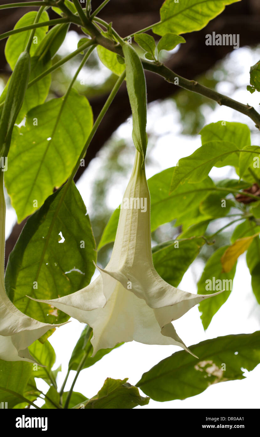 brugmansia flowers, natural background Stock Photo