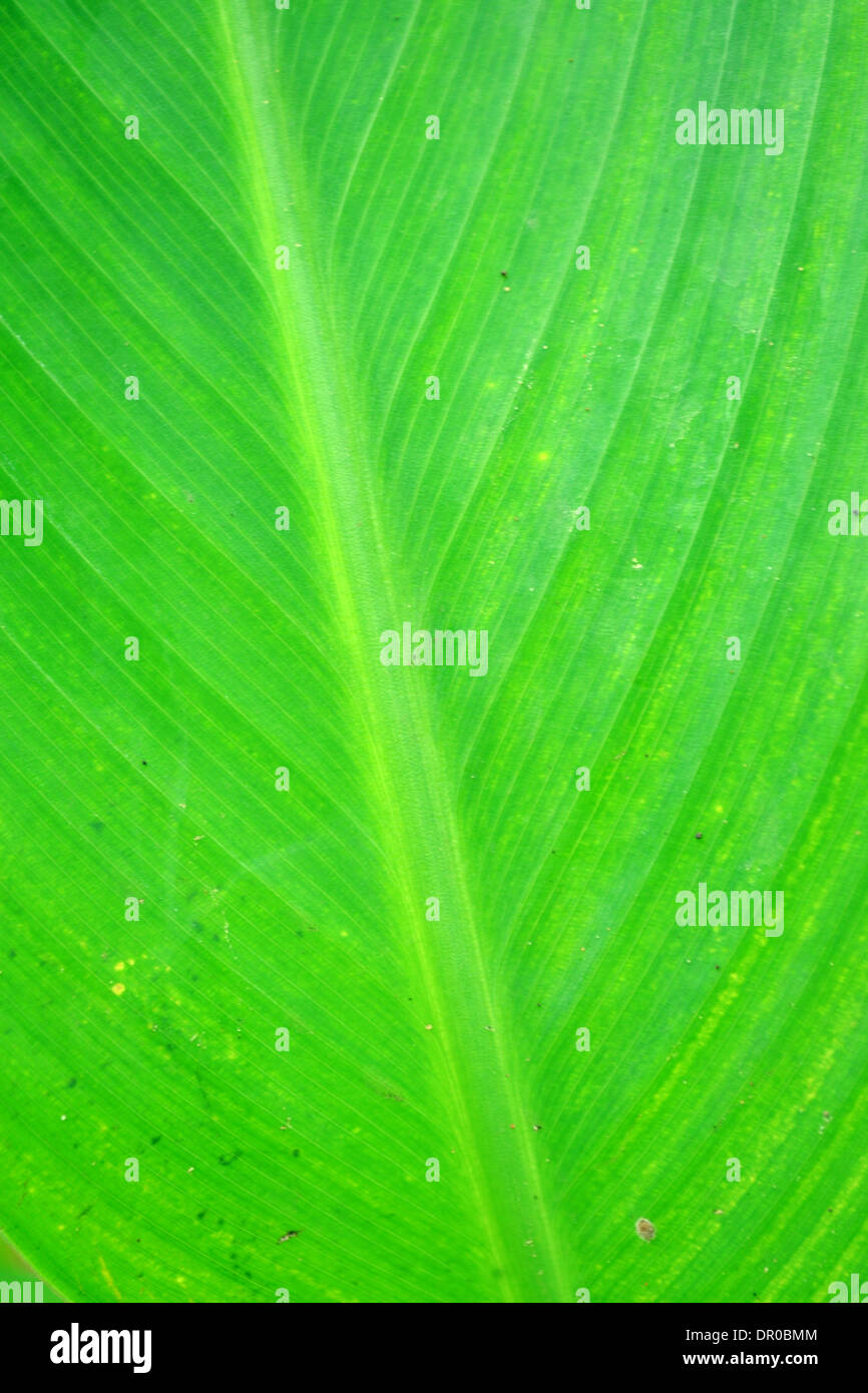 Green banana leaves in nature Stock Photo