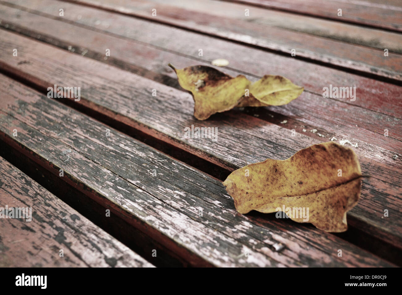 Floor of leaves hi-res stock photography and images - Alamy