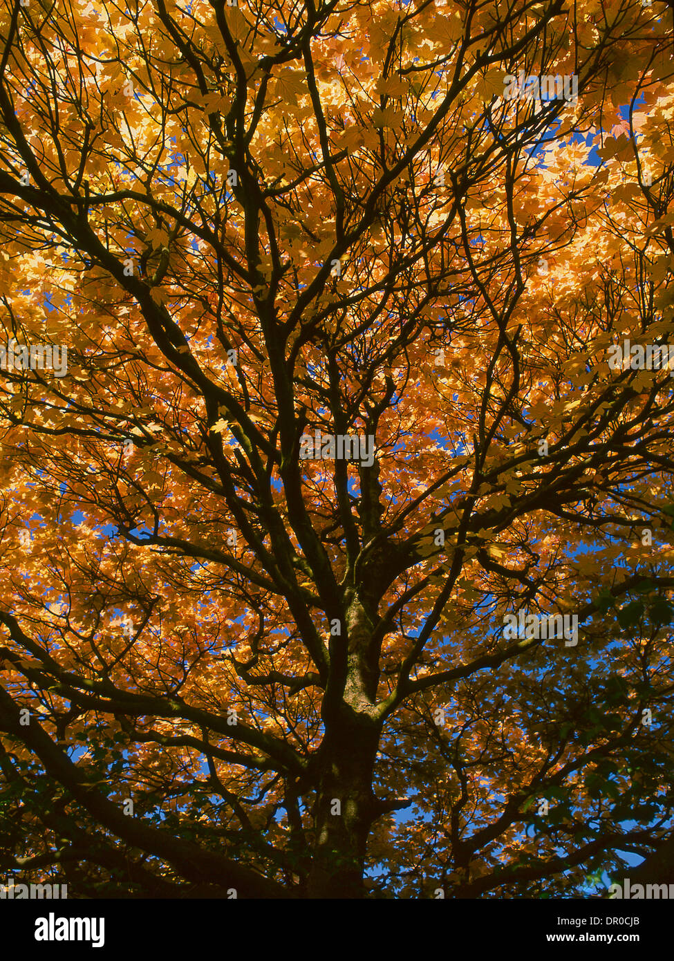 autumn leaf colours Stock Photo