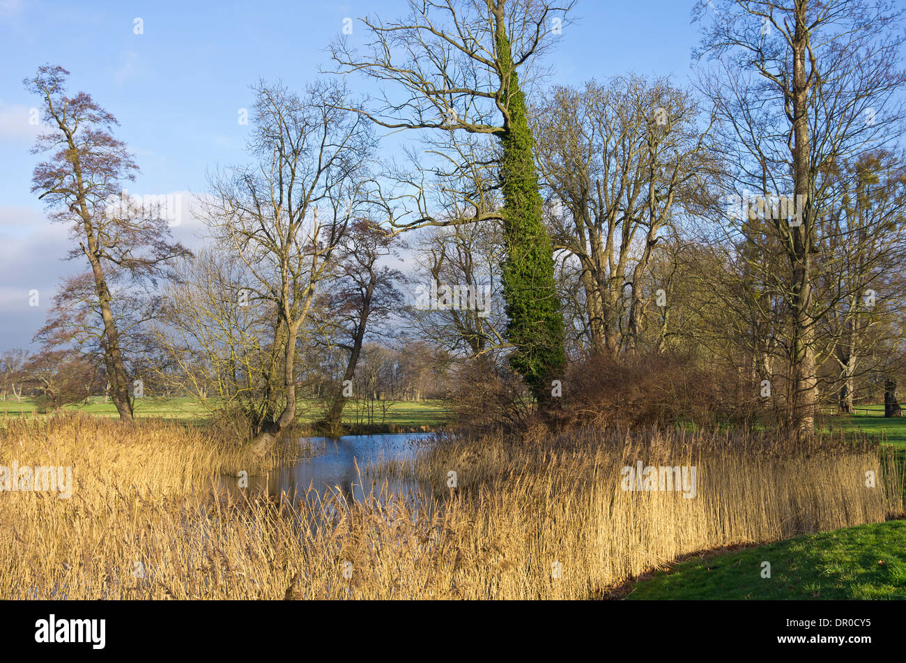 Landscape park, Basedow, Germany. Stock Photo