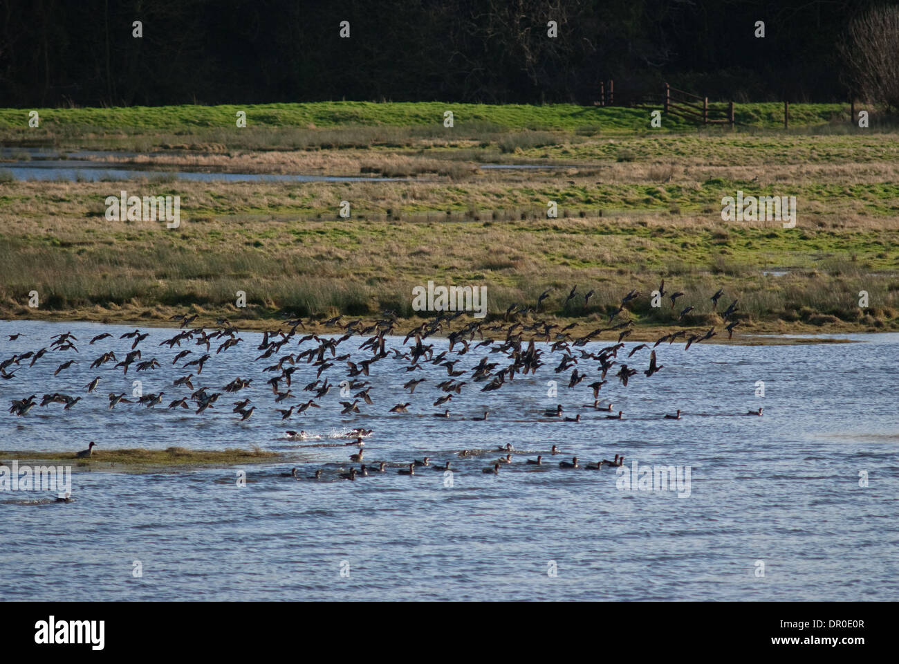 Flock of European Teal (Anas crecca) dropping down to water Stock Photo
