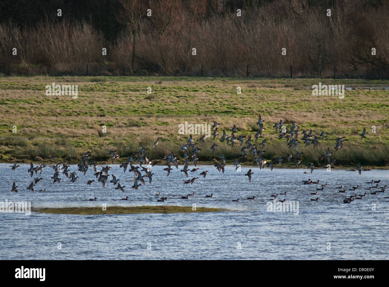 Flock of European Teal (Anas crecca) dropping down to water Stock Photo