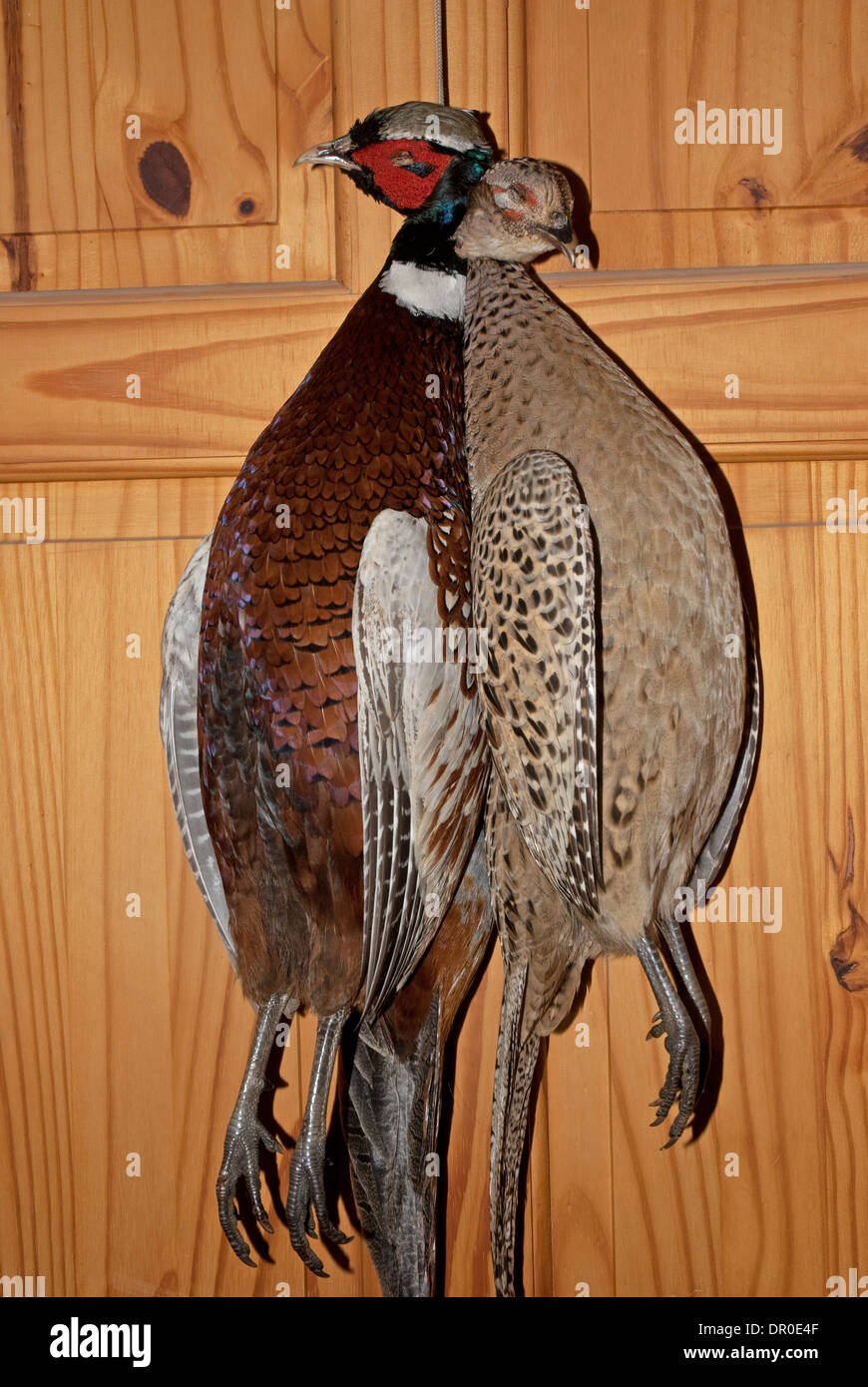 A brace of hanging Pheasants (Phasianus colchicus) preserved by taxidermy Stock Photo