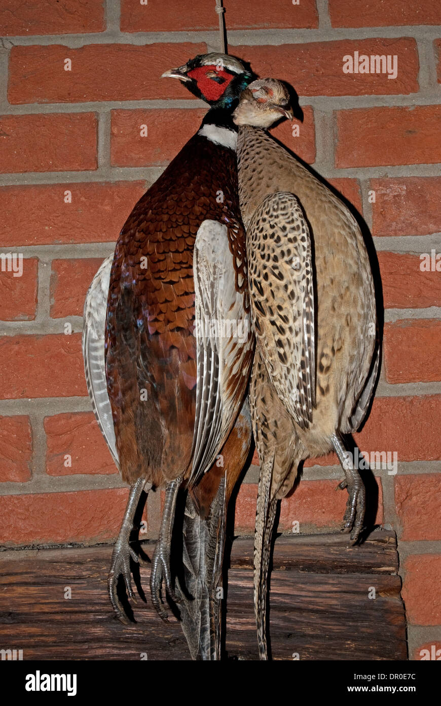 A brace of hanging Pheasants (Phasianus colchicus) preserved by taxidermy Stock Photo